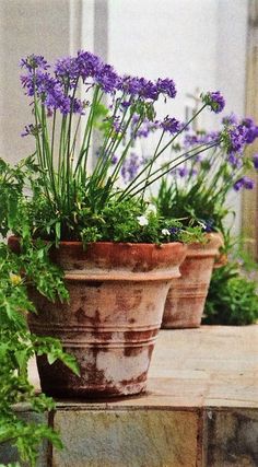 two clay pots with plants growing out of them on the steps in front of a house