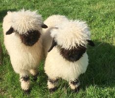 two sheep standing next to each other on a lush green field