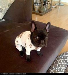 a small black dog sitting on top of a couch wearing a white and brown sweater