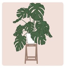 a potted plant sitting on top of a wooden stool in front of a pink wall