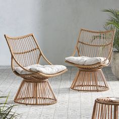 wicker chairs with cushions sit in front of a potted plant on the ground