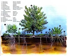 an image of a tree with roots labeled in the top right hand corner and names below it