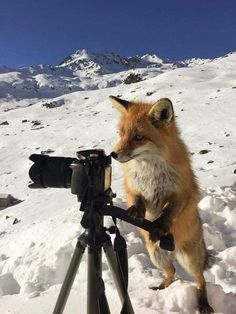 a red fox standing on top of snow covered ground next to a camera