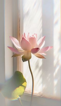 a pink flower sitting in front of a window