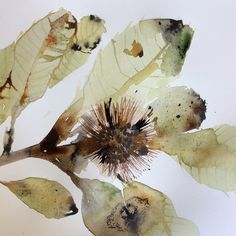 an image of some leaves and flowers on a white background with watercolors in the foreground