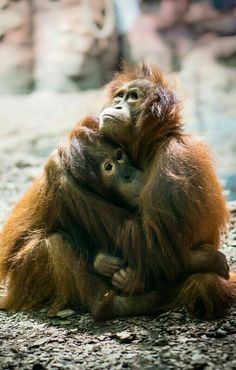 an adult oranguel holding the baby in its arms