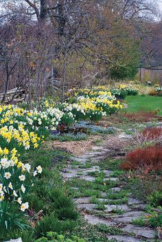 a garden with lots of flowers and trees in the background, including daffodils