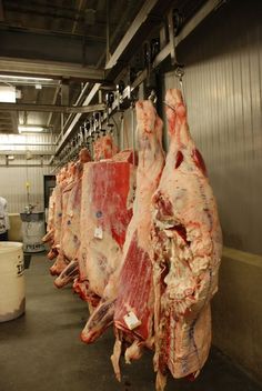 several pieces of meat hanging from hooks in a room