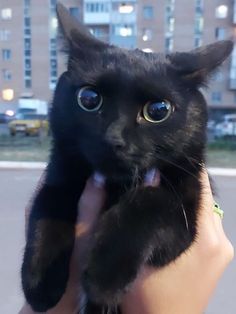 a person holding a black cat in front of a city street with tall buildings behind them