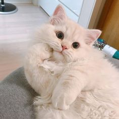 a fluffy white cat sitting on top of a chair