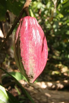 an apple hanging from a tree branch with green leaves and grass in the back ground