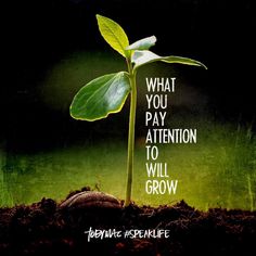 a plant with the words what you pay attention to will grow