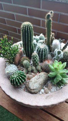 a bowl filled with lots of different types of cactuses and succulents