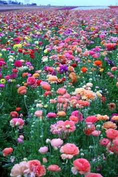 many different colored flowers in a field