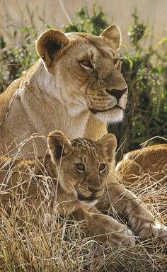 two lions laying down in the grass together