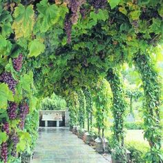 a painting of a walkway covered in vines and flowers with a bench at the end