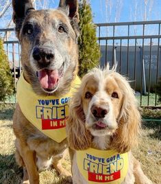 two dogs wearing bandannas on their necks in front of a fence and trees