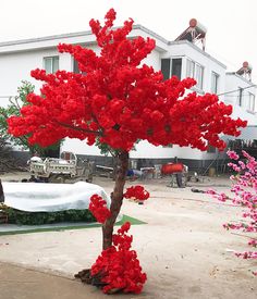 a tree with red flowers in front of a white building and pink flowers on the ground