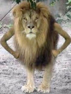 a lion standing in the dirt with its hands on his hips and arms behind his back