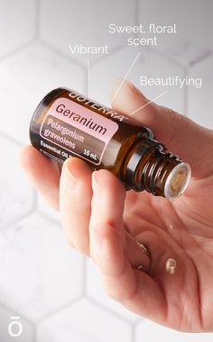 With its various beautifying purposes, Geranium essential oil promotes healthy, glowing skin and hair, while also providing a sweet, floral aroma. Steam Facial, Floral Essential Oils, Essential Oil Roller Balls, Essential Oil Companies, What Are Essential Oils, Essential Oils Health, Geranium Oil, Natural Insect Repellant, Geranium Essential Oil