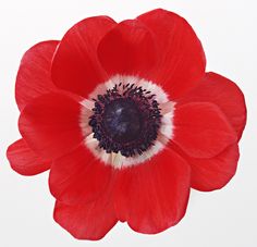 a red flower with white and black stamens in the center on a white background