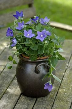 a potted plant with purple flowers sitting on a wooden table