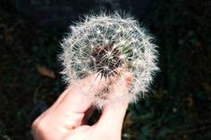 a person holding a dandelion in their hand with it's seeds spinning