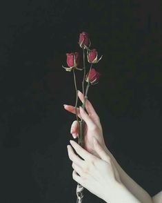 a woman's hand holding a flower in front of a black background