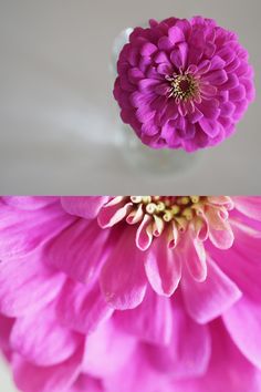 a pink flower in a clear vase on a white table top, with the petals still attached