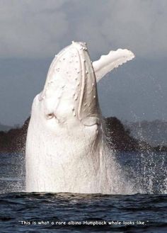 a large white whale jumping out of the water