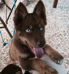 a brown dog with blue eyes sitting on the ground