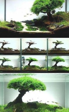 an image of a bonsai tree in the middle of some water with rocks and plants