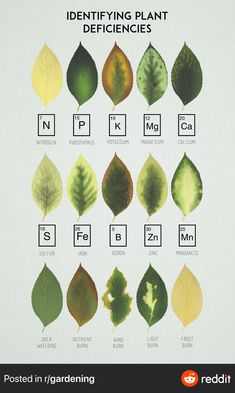 a poster with different types of leaves and their names on it's front cover