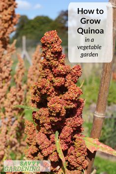 how to grow quinoa in a vegetable garden