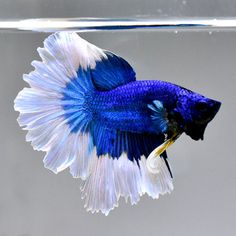 a blue and white siamese fish swimming in an aquarium with its head above the water's surface