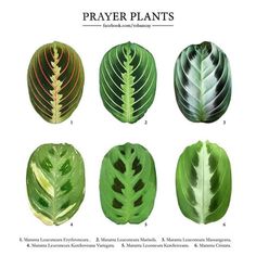 different types of leaves are shown in this image