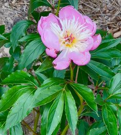 a pink flower with white stamens and green leaves in the foreground, surrounded by mulch