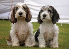 two small dogs sitting on top of a lush green field next to a white tent