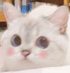 a white cat with big blue eyes sitting on top of a bed next to a book shelf