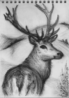 a pencil drawing of a deer with antlers on it's head and neck