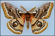 a close up of a moth on a blue background