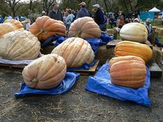 pumpkins are sitting on blue tarps in the middle of an open air area