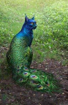 a peacock sitting on top of a lush green field