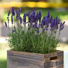 lavender flowers in a wooden box on a table