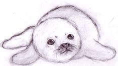 a pencil drawing of a seal animal laying down