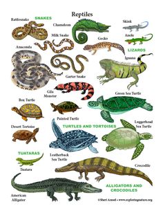 an image of lizards and reptiles in different colors on a white background with the words reptiles written below it