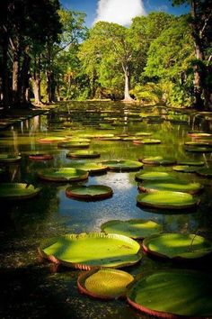 lily pads in the water surrounded by trees