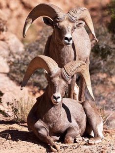 two rams are sitting in the dirt together