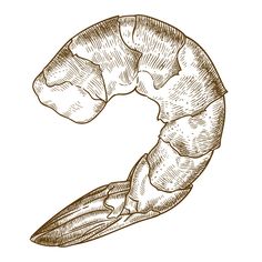 a drawing of a shrimp or praw on a white background stock photo and royalty