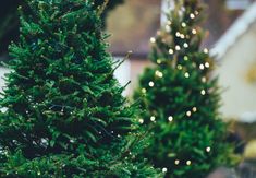 two christmas trees with lights on them in front of a house and another tree behind it